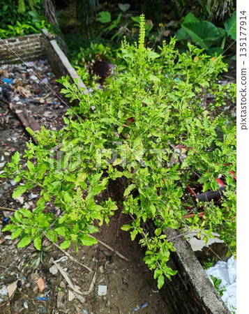 ruku ruku plant to be used as a cooking spice 135177914