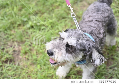 迷你雪納瑞犬散步 迷你雪納瑞犬散步 135177939