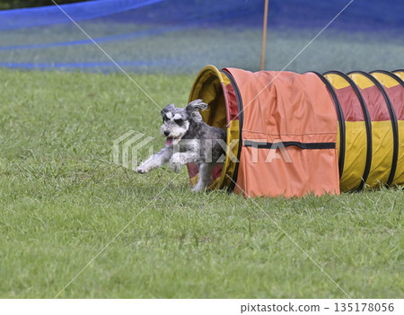Miniature Schnauzer playing in the dog run tunnel 135178056