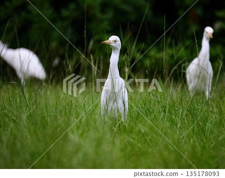 Three egrets were foraging on the grass. Three egrets were foraging on the grass. 135178093