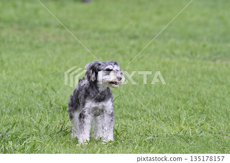 Miniature Schnauzer playing with dog run 135178157