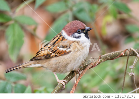 Winter sparrows with puffed feathers Winter sparrows with puffed feathers 135178175