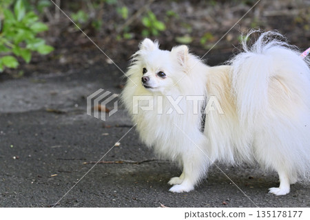 Cute pomeranian Cute pomeranian 135178177