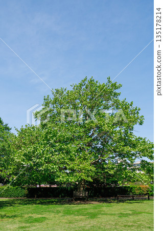 Fresh greenery that stands out against the blue sky Fresh greenery that stands out against the blue sky 135178214