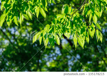 Refreshing fresh green Refreshing fresh green 135178215