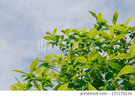 Fresh greenery shining against the blue sky Fresh greenery shining against the blue sky 135178216