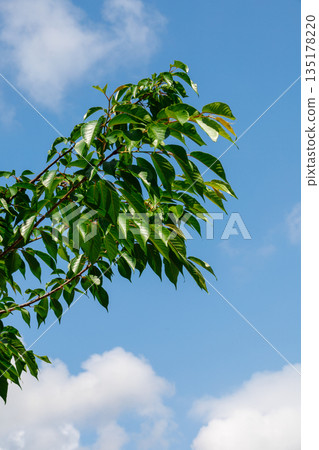 Fresh greenery shining against the blue sky Fresh greenery shining against the blue sky 135178220