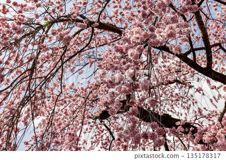 Kyoto: Weeping cherry blossoms in full bloom at Daigoji Temple 135178317