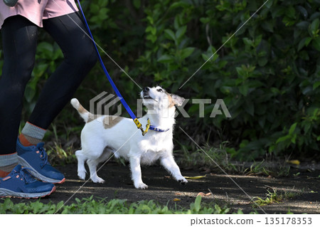 A woman walking her dog, Jack Russell Terrier 135178353