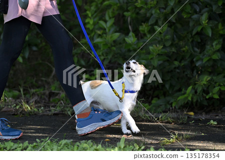 A woman walking her dog, Jack Russell Terrier A woman walking her dog, Jack Russell Terrier 135178354