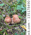 Two mushrooms are on the ground 135178490