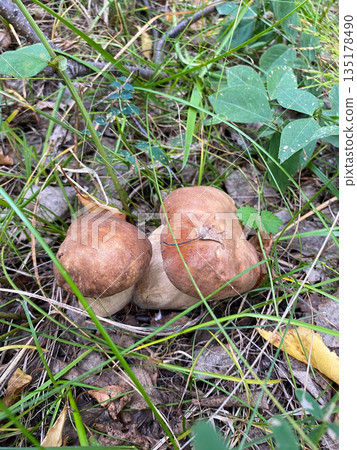 Two mushrooms are on the ground Two mushrooms are on the ground 135178490