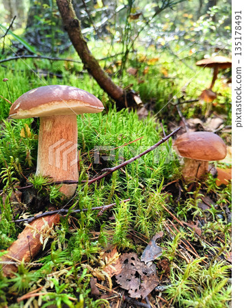 Two mushrooms are on the ground 135178491