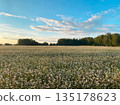 In the foreground is a field of blooming buckwheat. 135178623
