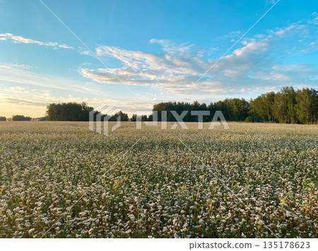 In the foreground is a field of blooming buckwheat. 135178623