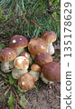 A bunch of mushrooms are on the ground 135178629