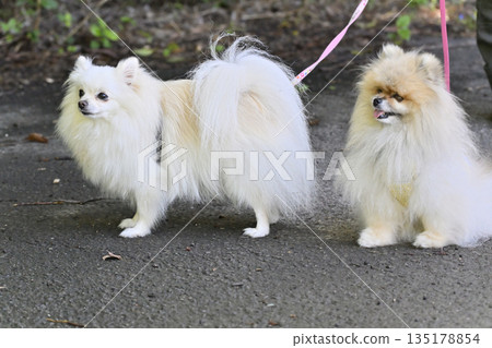 Walking with my beloved dogs: two Pomeranians Walking with my beloved dogs: two Pomeranians 135178854