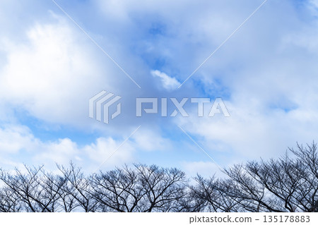 Winter sky, clouds and trees 135178883