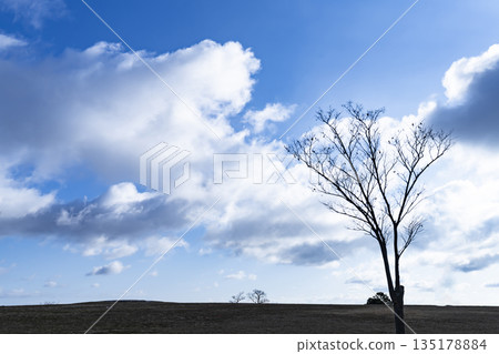 Winter sky, clouds and trees Winter sky, clouds and trees 135178884