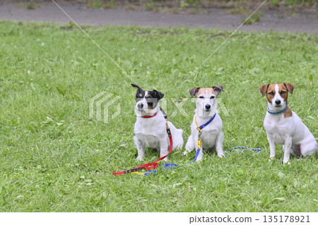 三隻可愛的笑臉傑克羅素梗犬 三隻可愛的笑臉傑克羅素梗犬 135178921