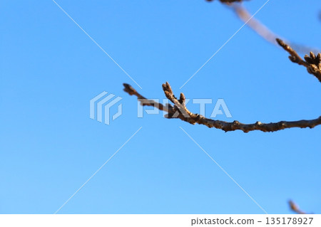 Cherry blossom buds seen in a park on a clear winter day Cherry blossom buds seen in a park on a clear winter day 135178927