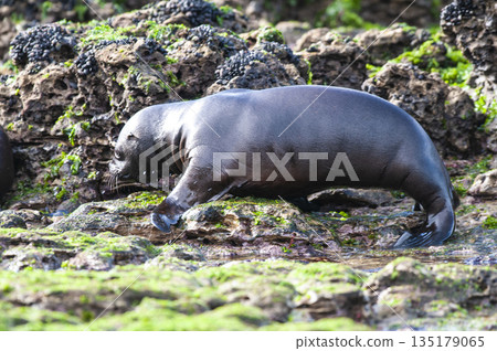 Sea Lion baby, Peninsula Valdes, Unesco World Heritage Site,Patagonia, Argentina 135179065