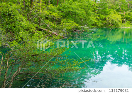 福島裡磐梯的初夏:五色沼湖與池塘的清新綠意,青沼 福島裡磐梯的初夏:五色沼湖與池塘的清新綠意,青沼 135179081