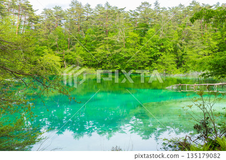 福島裡磐梯的初夏:五色沼湖與池塘的清新綠意,青沼 福島裡磐梯的初夏:五色沼湖與池塘的清新綠意,青沼 135179082