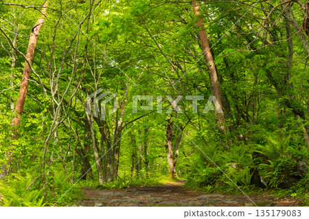 福島裡磐梯的初夏:五色沼湖的清新綠意 福島裡磐梯的初夏:五色沼湖的清新綠意 135179083