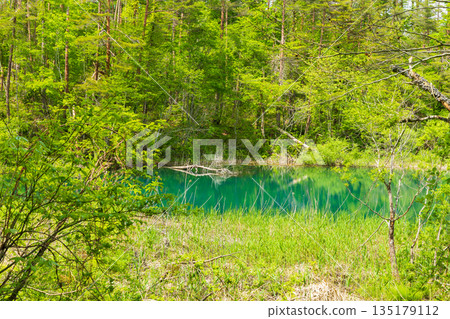 Fukushima Urabandai in early summer: The fresh greenery of the Goshikinuma Lakes and Midoronuma Fukushima Urabandai in early summer: The fresh greenery of the Goshikinuma Lakes and Midoronuma 135179112