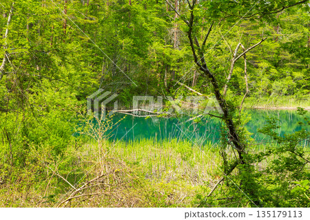 Fukushima Urabandai in early summer: The fresh greenery of the Goshikinuma Lakes and Midoronuma 135179113