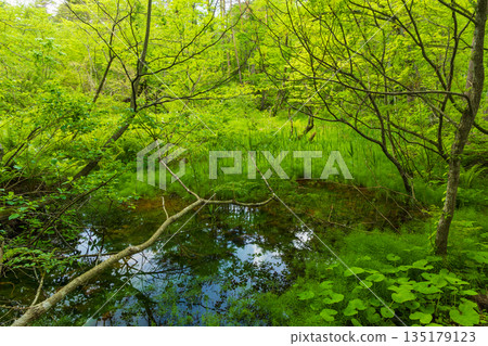 Early summer in Fukushima Urabandai: Fresh greenery of the Goshikinuma Lakes Early summer in Fukushima Urabandai: Fresh greenery of the Goshikinuma Lakes 135179123