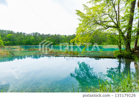 福島裡磐台初夏:五色沼湖與池塘的清新綠意,弁天池 福島裡磐台初夏:五色沼湖與池塘的清新綠意,弁天池 135179126