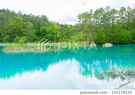 福島裡磐台初夏:五色沼湖與池塘的清新綠意,弁天池 福島裡磐台初夏:五色沼湖與池塘的清新綠意,弁天池 135179128
