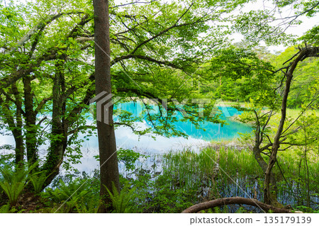 Early summer in Fukushima Urabandai: The fresh greenery of the Goshikinuma Lakes and Ponds, Benten Pond Early summer in Fukushima Urabandai: The fresh greenery of the Goshikinuma Lakes and Ponds, Benten Pond 135179139