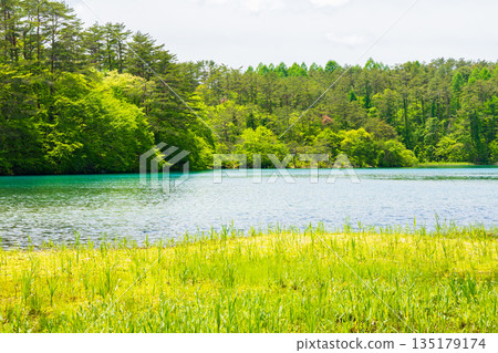 Early summer in Fukushima Urabandai: Fresh greenery at Lake Bishamon and the Goshikinuma Lake Group 135179174