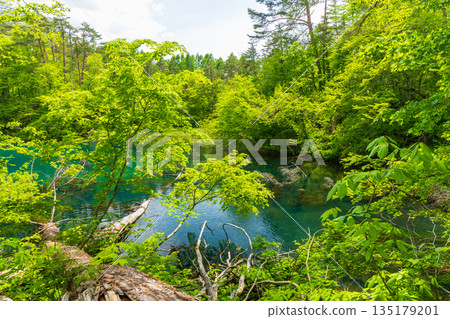 福島裡磐梯的初夏:毘沙門湖和五色沼湖群的翠綠景色 福島裡磐梯的初夏:毘沙門湖和五色沼湖群的翠綠景色 135179201