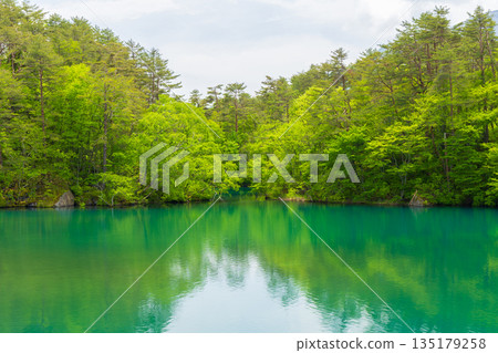 Early summer in Fukushima Urabandai: Fresh greenery at Lake Bishamon and the Goshikinuma Lake Group 135179258