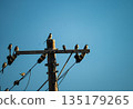 A blue-winged magpie standing on a utility pole against the blue sky 135179265