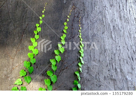 A natural background of green ivy creeping up the wall and growing 135179280