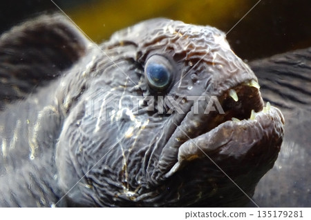 Close-up portrait of a deep-sea fish | A sea creature characterized by sharp fangs and wrinkled skin 135179281