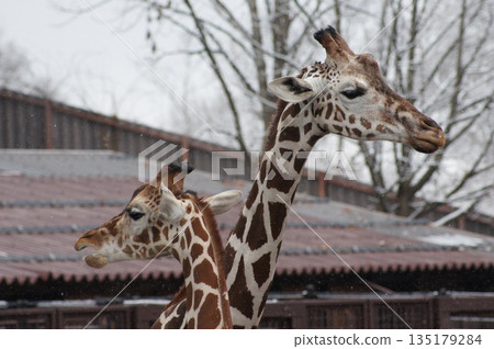 長頸鹿們擠在一起，躲在寒冷的天空下。 135179284
