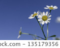 洋甘菊在藍天的襯托下熠熠生輝，春夏背景素材（留白） 135179356