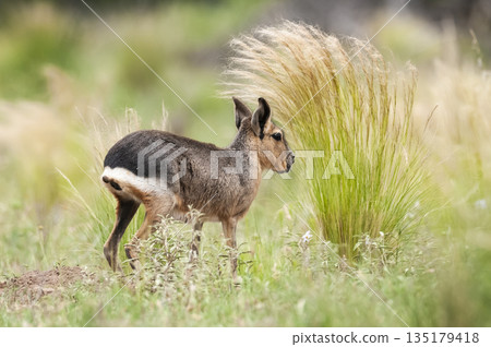 Patagonian Cavi.Peninsula de Valdes Patagonian Cavi.Peninsula de Valdes 135179418