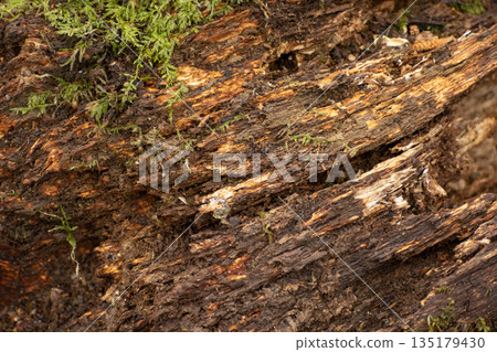 Close-up of a rotten tree with moss Close-up of a rotten tree with moss 135179430