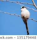 A dignified long-tailed tit 135179448