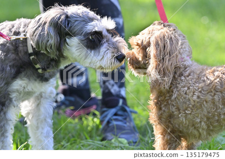 Miniature Schnauzer and Maltipoo (Maltese x Poodle) 135179475
