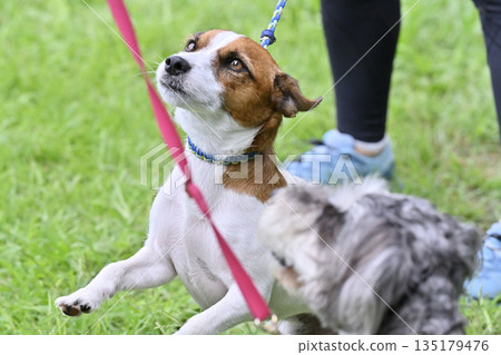 Jack Russell Terrier and Miniature Schnauzer on a walk Jack Russell Terrier and Miniature Schnauzer on a walk 135179476