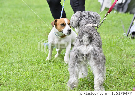 傑克羅素梗和迷你雪納瑞散步 135179477