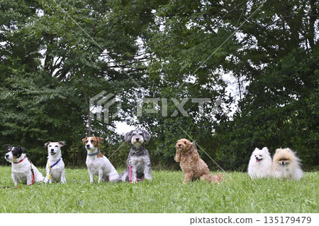 Walking with friends at the dog run Walking with friends at the dog run 135179479